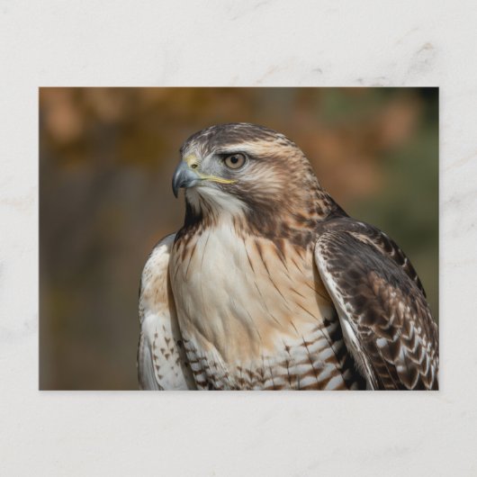 Roodstaartbuizerd close-up briefkaart (Voorkant)