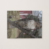 Roodstaartbuizerd in boom legpuzzel (Horizontaal)