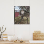 Roodstaartbuizerd in boom poster (Keuken)