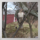 Roodstaartbuizerd in boom poster (Voorkant)