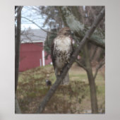 Roodstaartbuizerd in boom poster (Voorkant)