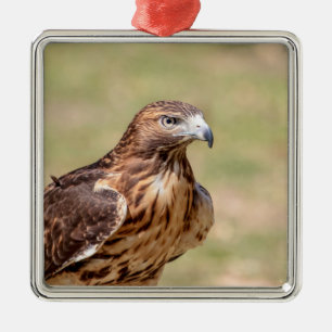 Roodstaartbuizerd in de Hudson Valley Metalen Ornament