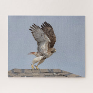 Roodstaartbuizerd in vlucht legpuzzel