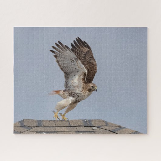 Roodstaartbuizerd in vlucht legpuzzel (Horizontaal)
