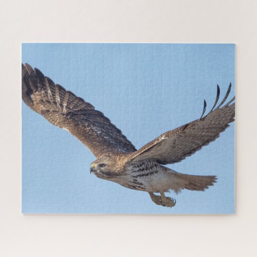 Roodstaartbuizerd in vlucht legpuzzel (Horizontaal)