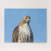 Roodstaartbuizerd in vlucht legpuzzel (Horizontaal)
