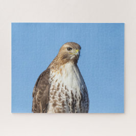 Roodstaartbuizerd in vlucht legpuzzel