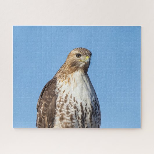 Roodstaartbuizerd in vlucht legpuzzel (Horizontaal)
