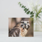 Roodstaartbuizerd kijkt boos briefkaart (Staand voorkant)