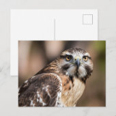 Roodstaartbuizerd kijkt boos briefkaart (Voorkant / Achterkant)