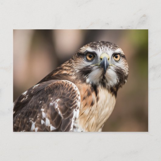 Roodstaartbuizerd kijkt boos briefkaart (Voorkant)