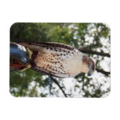 Roodstaartbuizerd Magneet (Horizontaal)