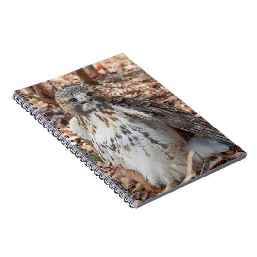 Roodstaartbuizerd Notitieboek (Rechterzijde)