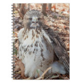 Roodstaartbuizerd Notitieboek (Voorkant)