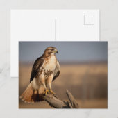 Roodstaartbuizerd Ontspannen Briefkaart (Voorkant / Achterkant)