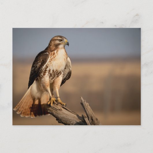 Roodstaartbuizerd Ontspannen Briefkaart (Voorkant)