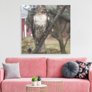 Roodstaartbuizerd op tak 60 x 60 cm canvas afdruk