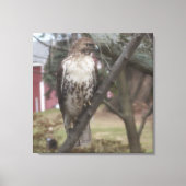 Roodstaartbuizerd op tak 60 x 60 cm canvas afdruk (Voorkant)