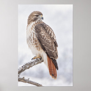 Roodstaartbuizerd op tak Natuurlijke wandkunst Poster