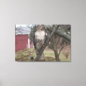 Roodstaartbuizerd Rood schuur 36" x 24" Canvas Afdruk (Voorkant)