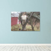 Roodstaartbuizerd Rood schuur 36" x 24" Canvas Afdruk (Insitu (Houten vloer))