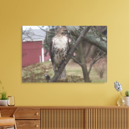 Roodstaartbuizerd Rood schuur 36" x 24" Canvas Afdruk (Insitu (Woonkamer))