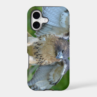 Roodstaartbuizerd spreidt vleugels