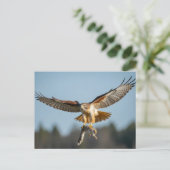 Roodstaartbuizerd vangt eekhoorn briefkaart (Staand voorkant)