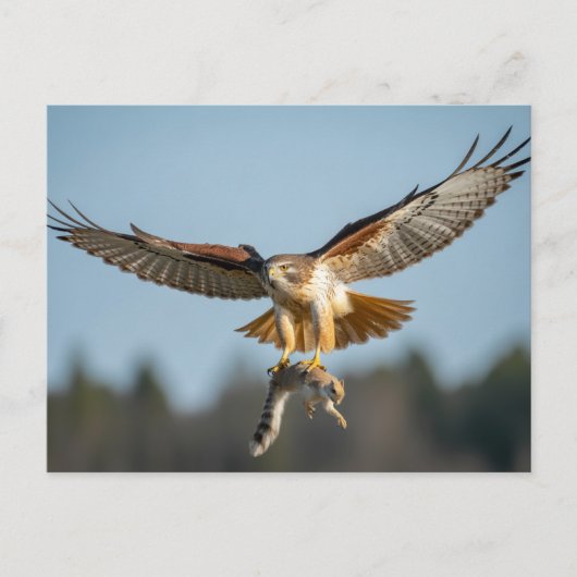 Roodstaartbuizerd vangt eekhoorn briefkaart (Voorkant)