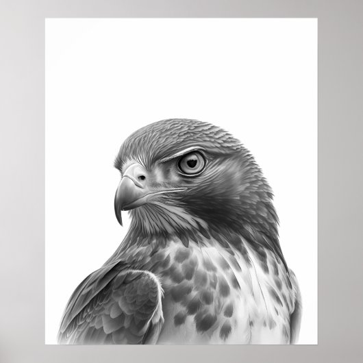 Roodstaartbuizerd Vogel Portret Zwart wit Poster (Voorkant)