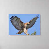 Roodstaartbuizerd Zachte Landing Stretch Canvas Pr Afdruk (Voorkant)
