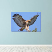 Roodstaartbuizerd Zachte Landing Stretch Canvas Pr Afdruk (Insitu (Houten vloer))