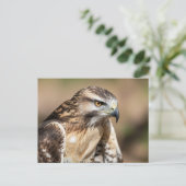 Roodstaartbuizerd zitplaats briefkaart (Staand voorkant)