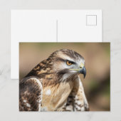 Roodstaartbuizerd zitplaats briefkaart (Voorkant / Achterkant)