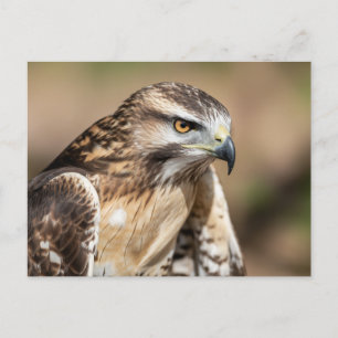 Roodstaartbuizerd zitplaats briefkaart