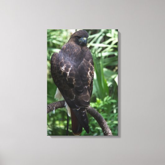 Roodstaartbuizerdfoto op gespannen canvas afdruk (Voorkant)