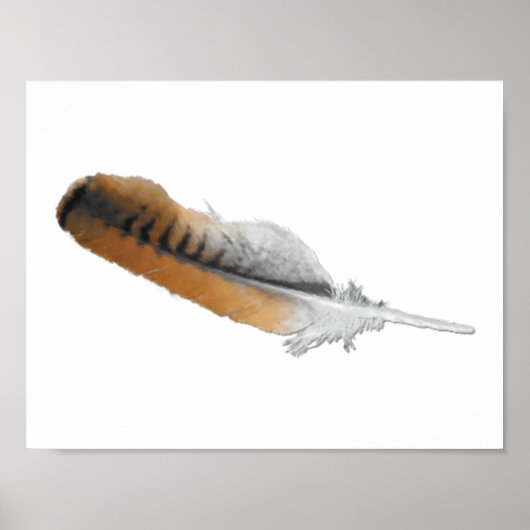 Roodstaartbuizerdveer Poster (Voorkant)