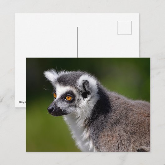 Roodstaartcitroenmoer Briefkaart (Voorkant / Achterkant)