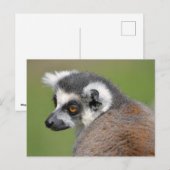 Roodstaartcitroenmoer Briefkaart (Voorkant / Achterkant)