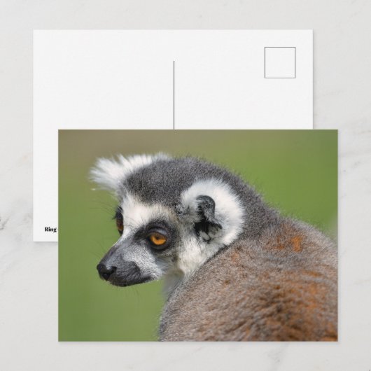 Roodstaartcitroenmoer Briefkaart (Voorkant / Achterkant)