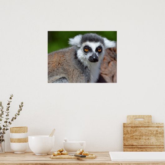 Roodstaartcitroenmoer Poster (Keuken)