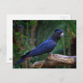 Roodstaartcockatoevogel Briefkaart (Voorkant / Achterkant)