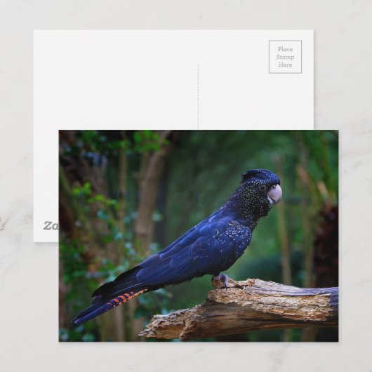 Roodstaartcockatoevogel Briefkaart (Voorkant / Achterkant)