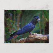 Roodstaartcockatoevogel Briefkaart (Voorkant)