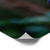 Roodstaartcockatoevogel Poster (Hoek)