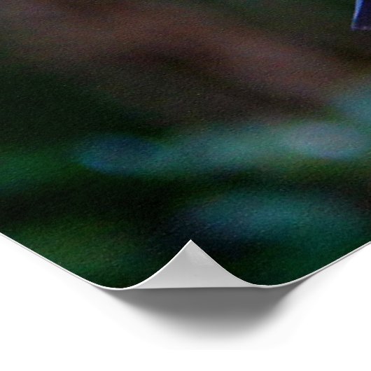 Roodstaartcockatoevogel Poster (Hoek)