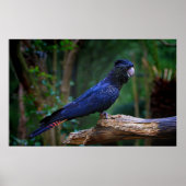 Roodstaartcockatoevogel Poster (Voorkant)