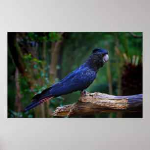 Roodstaartcockatoevogel Poster