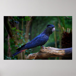 Roodstaartcockatoevogel Poster