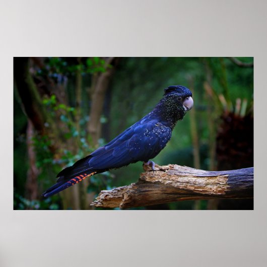 Roodstaartcockatoevogel Poster (Voorkant)